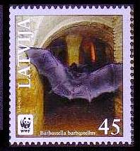 pipistrelli lettonia 2008 1.jpg