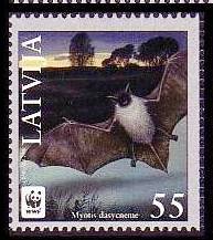 pipistrelli lettonia 2008 2.jpg