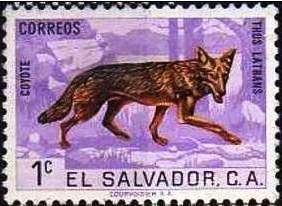 coyote,1.jpg