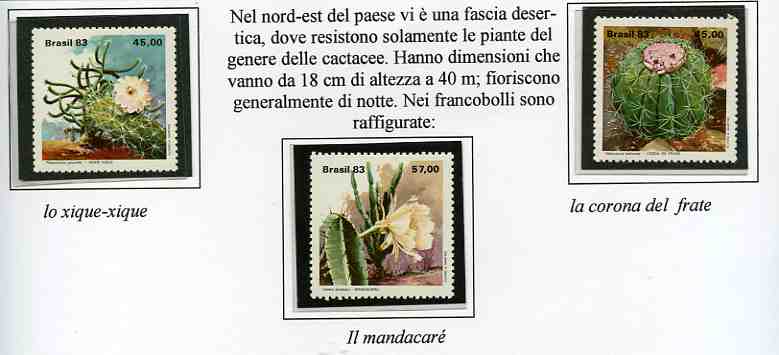 cactus001.jpg