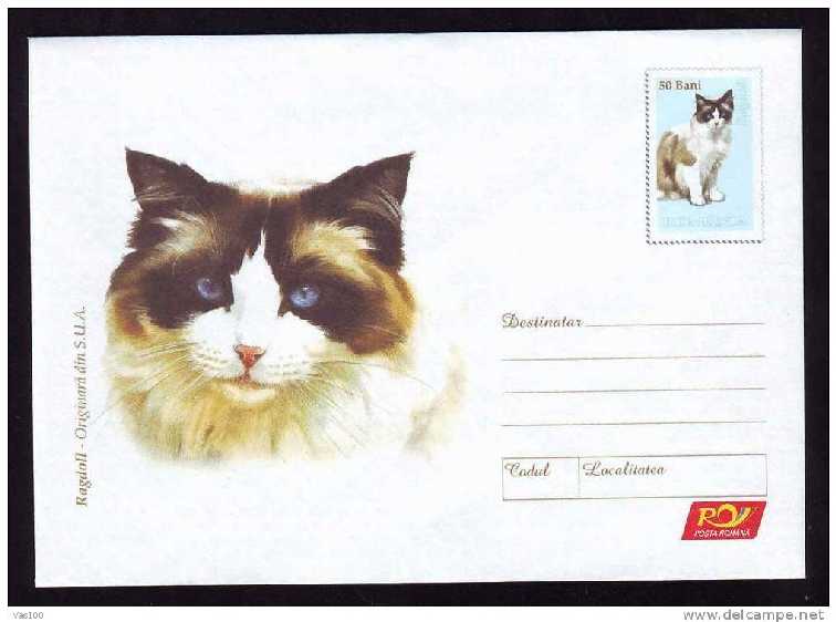 Gatto.....jpg