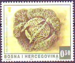 cavolo.JPG