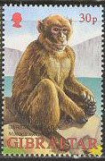 rhesus.jpg